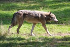 Wolf-127.jpg